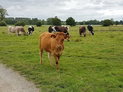Super Balade à Sougéal